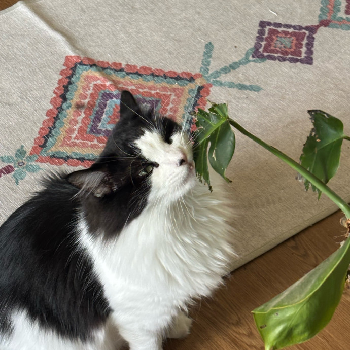 Your Cat's Favorite Treat