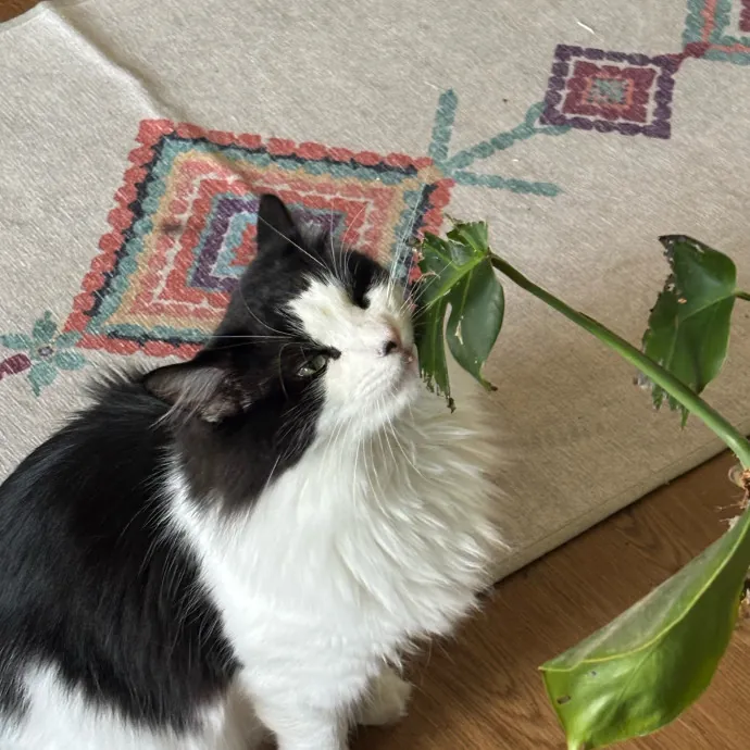 Your Cat's Favorite Treat