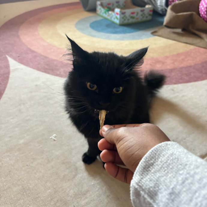 Your Cat's Favorite Treat
