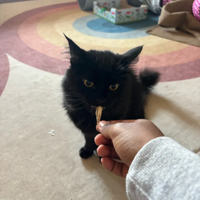 Your Cat's Favorite Treat