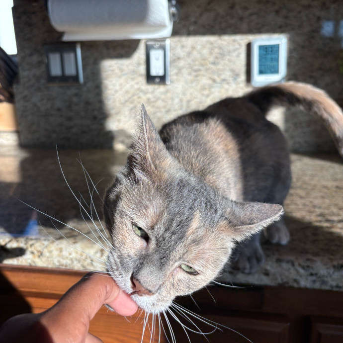 Your Cat's Favorite Treat