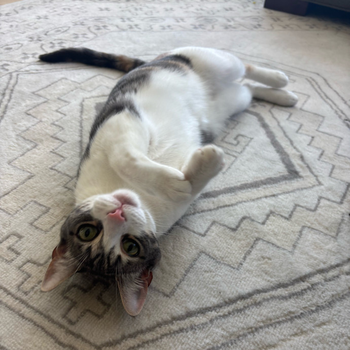 Your Cat's Favorite Treat