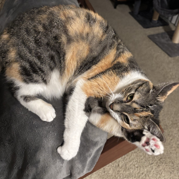 Your Cat's Favorite Treat