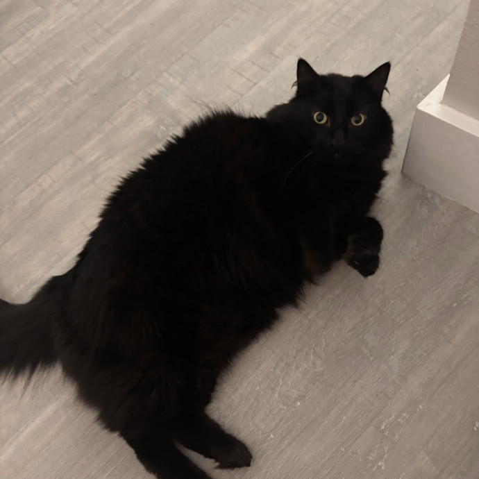 Your Cat's Favorite Treat photo 3