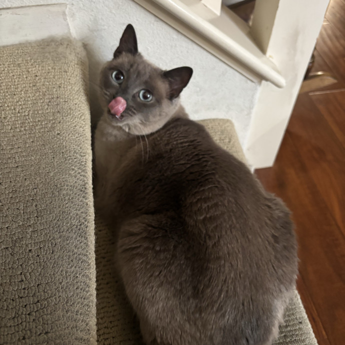 Your Cat's Favorite Treat photo 2