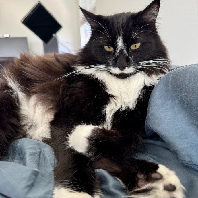 Full Time Sitter Former Vet Tech