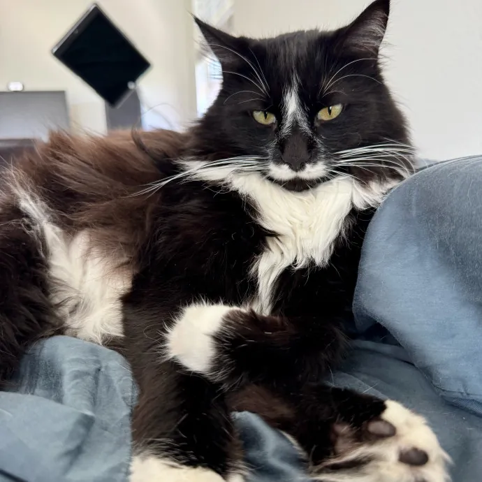 Full Time Sitter Former Vet Tech
