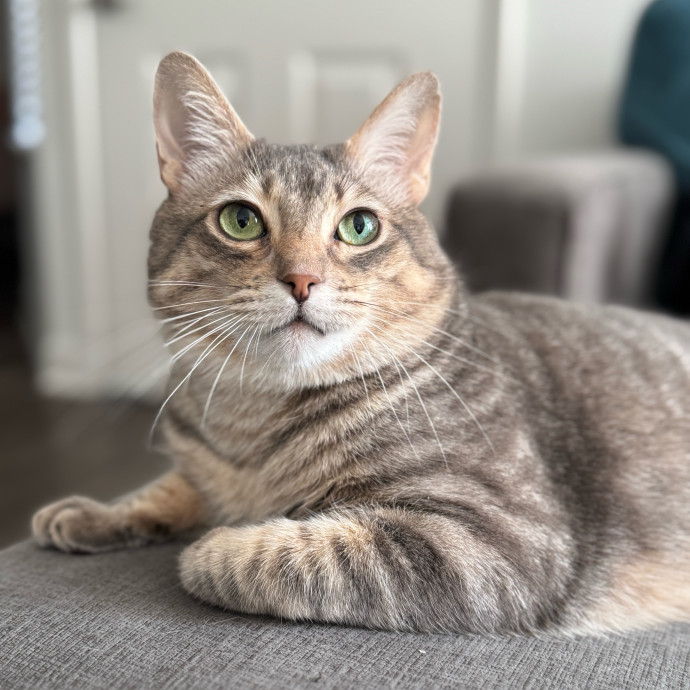 Full Time Sitter Former Vet Tech