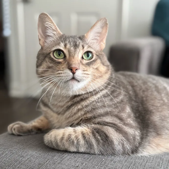 Full Time Sitter Former Vet Tech