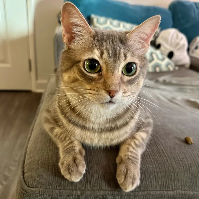 Full Time Sitter Former Vet Tech