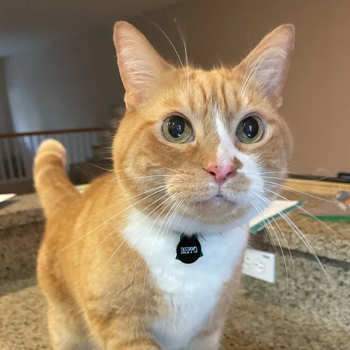Full Time Sitter Former Vet Tech