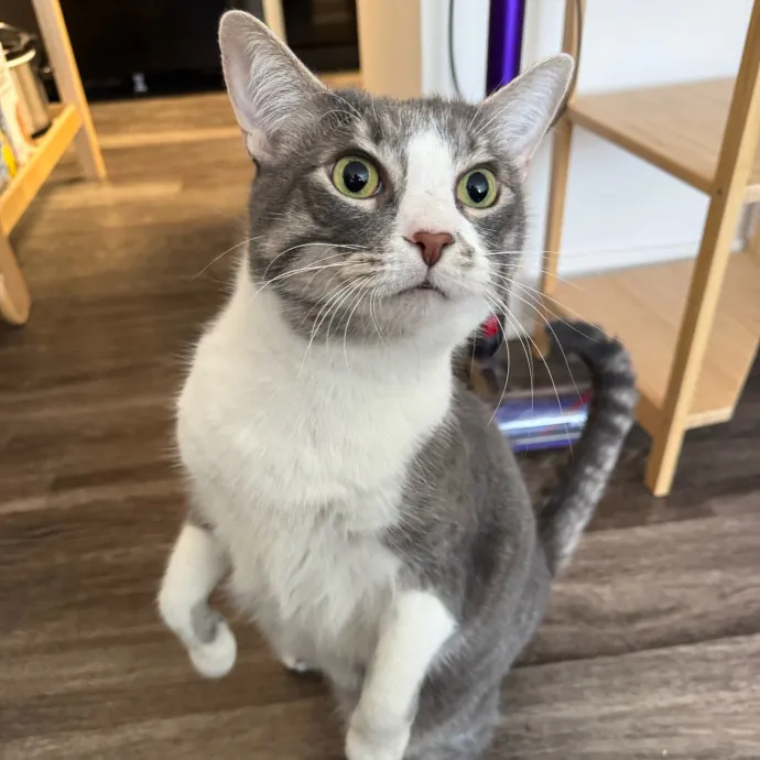 Full Time Sitter Former Vet Tech
