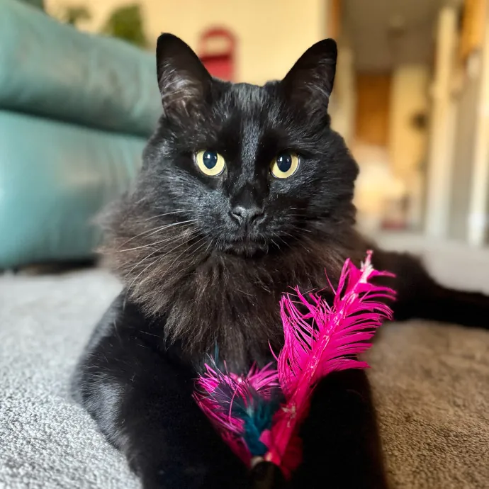 Full Time Sitter Former Vet Tech