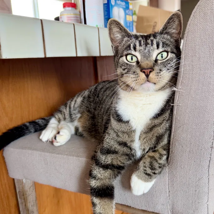Full Time Sitter Former Vet Tech