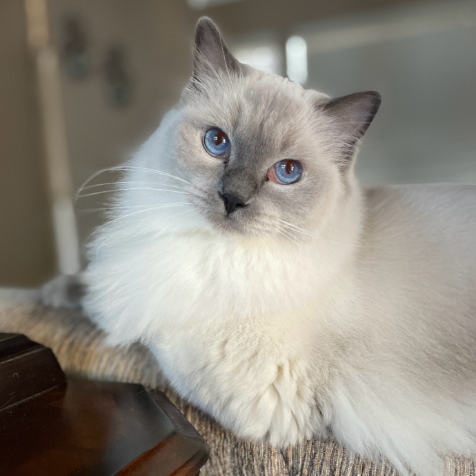 Full Time Sitter Former Vet Tech