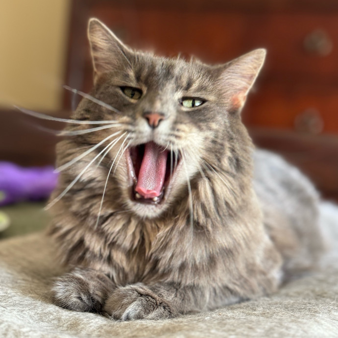 Full Time Sitter Former Vet Tech