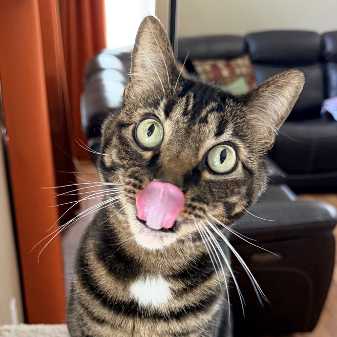 Shannon's Purrfect Cat Sitting