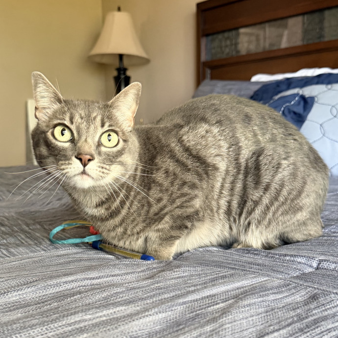 Shannon's Purrfect Cat Sitting photo 3
