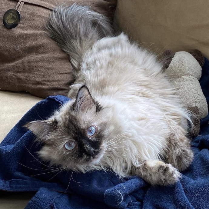 Shannon's Purrfect Cat Sitting photo 2