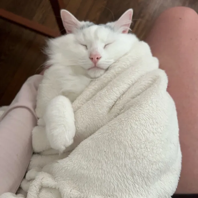 Cat Mom Offering Loving Care photo 4