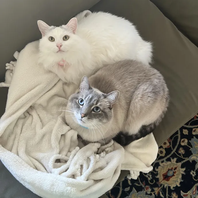 Cat Mom Offering Loving Care photo 3