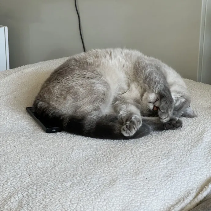 Cat Mom Offering Loving Care photo 2