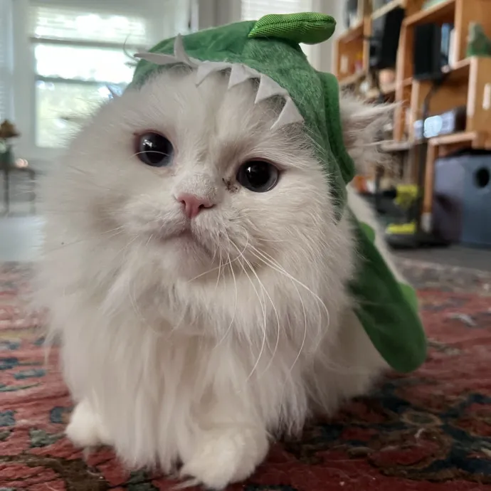 Purrsonalized Care For Your Kitty 