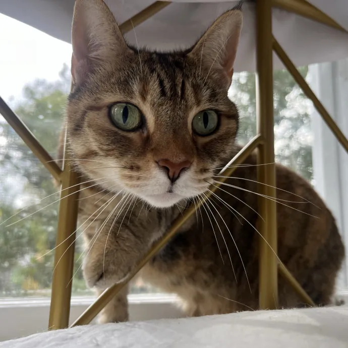 Purrsonalized Care For Your Kitty 