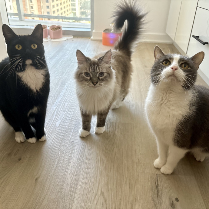 Purrsonalized Care For Your Kitty 