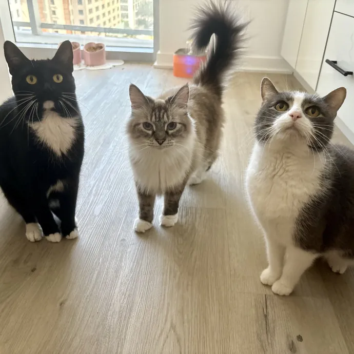 Purrsonalized Care For Your Kitty 