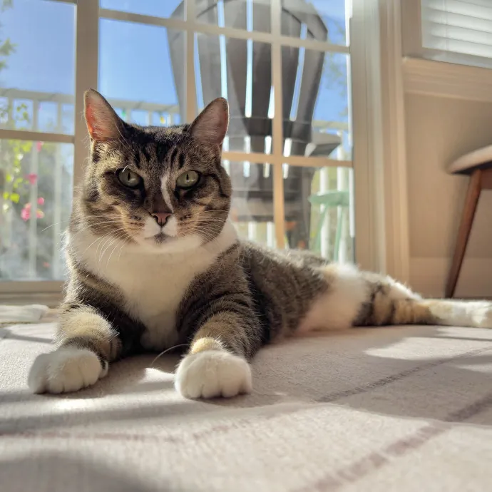 Purrsonalized Care For Your Kitty 