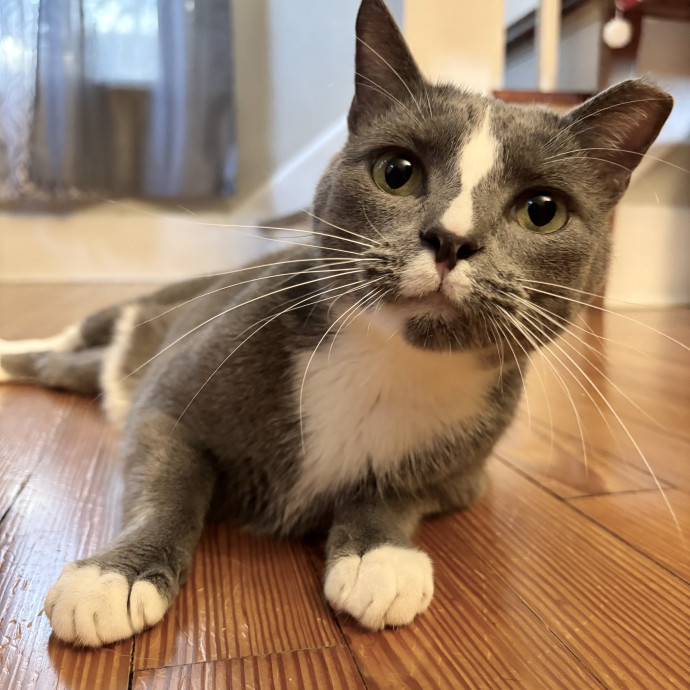Purrsonalized Care For Your Kitty 