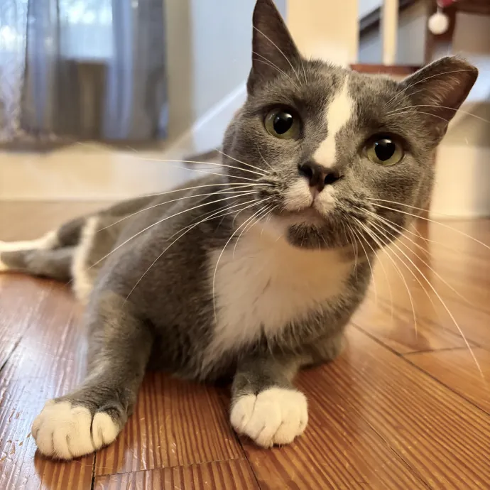Purrsonalized Care For Your Kitty 