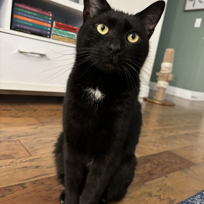Purrsonalized Care For Your Kitty 