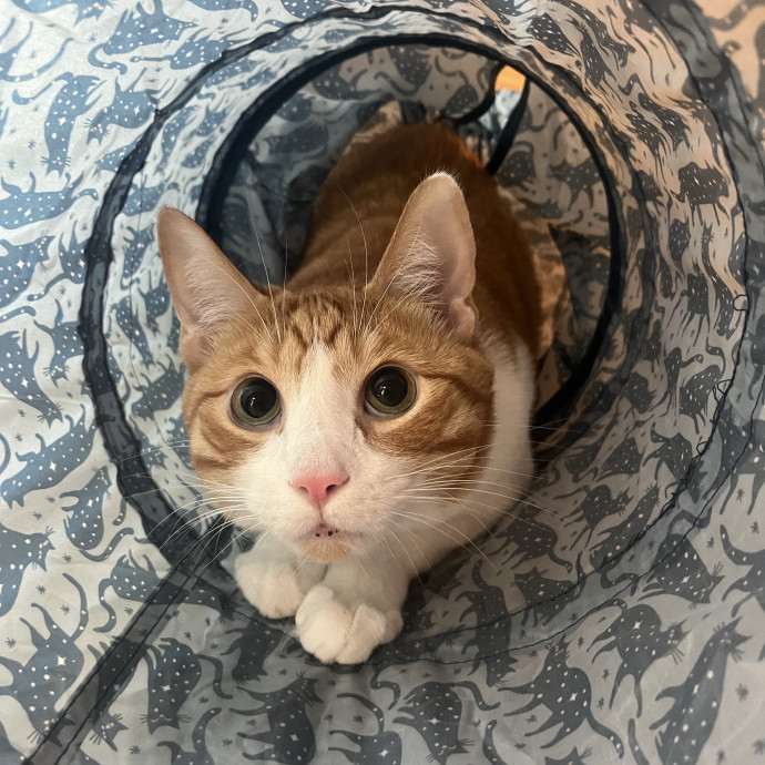 Purrsonalized Care For Your Kitty 