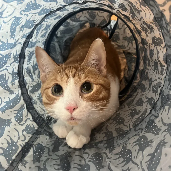 Purrsonalized Care For Your Kitty 