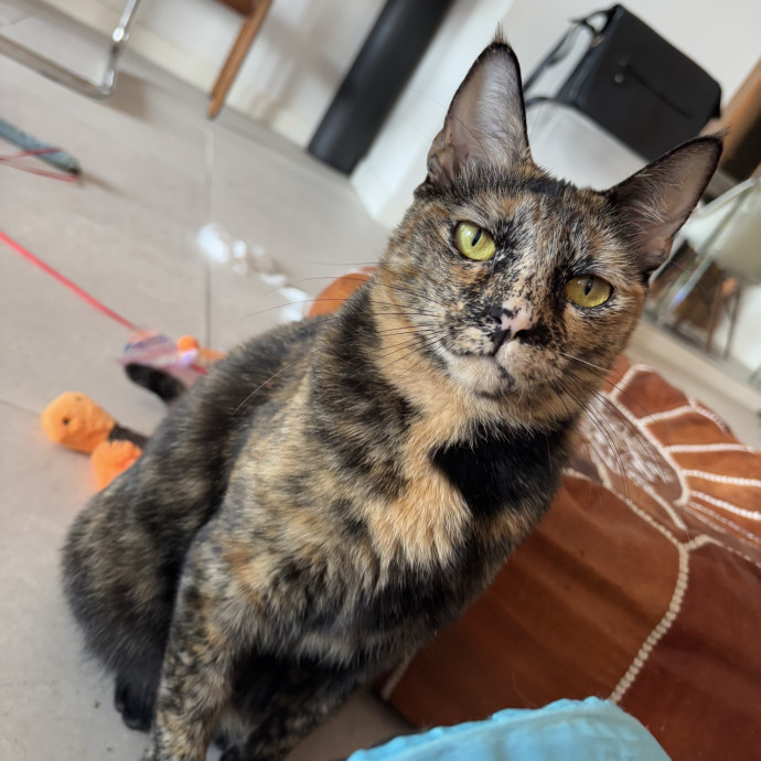 Purrsonalized Care For Your Kitty 
