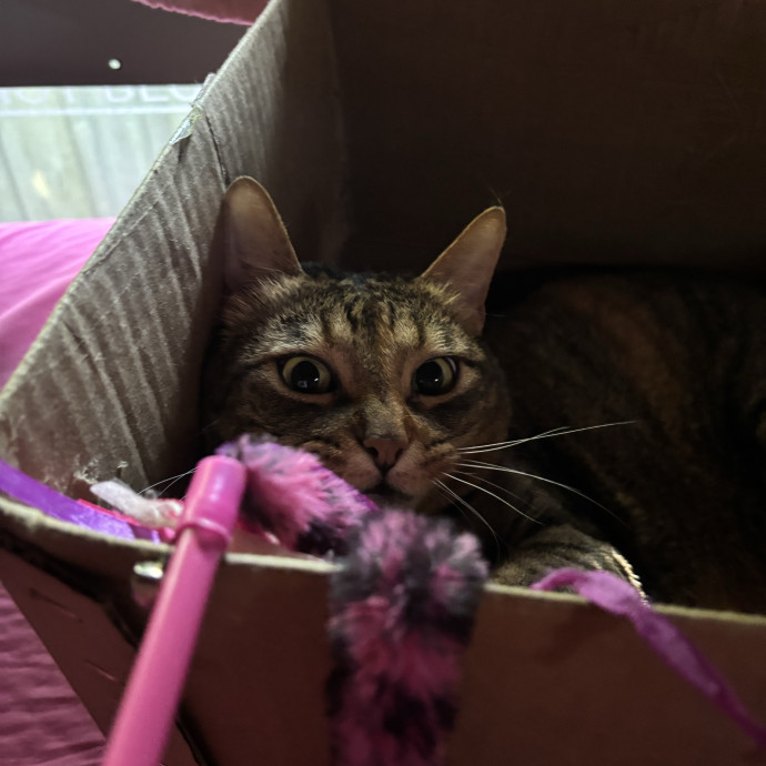 Purrsonalized Care For Your Kitty 