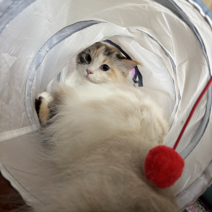 Purrsonalized Care For Your Kitty 