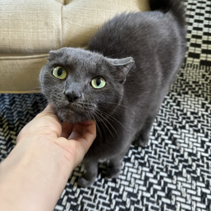 Purrsonalized Care For Your Kitty  photo 3
