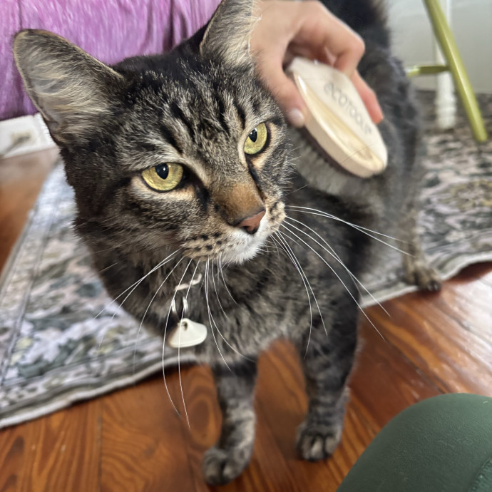 Purrsonalized Care For Your Kitty  photo 2