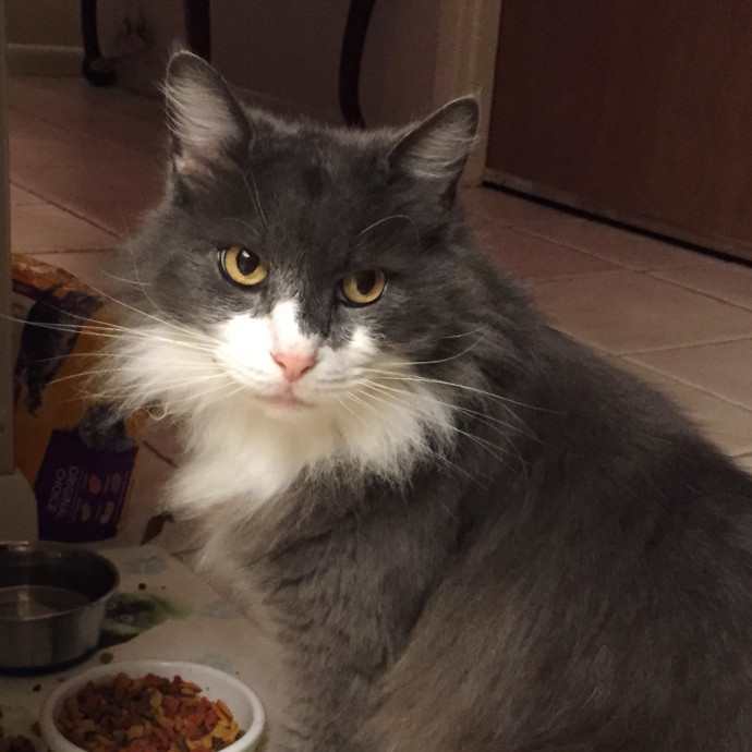 Kind And Caring Cat Sitter photo 3