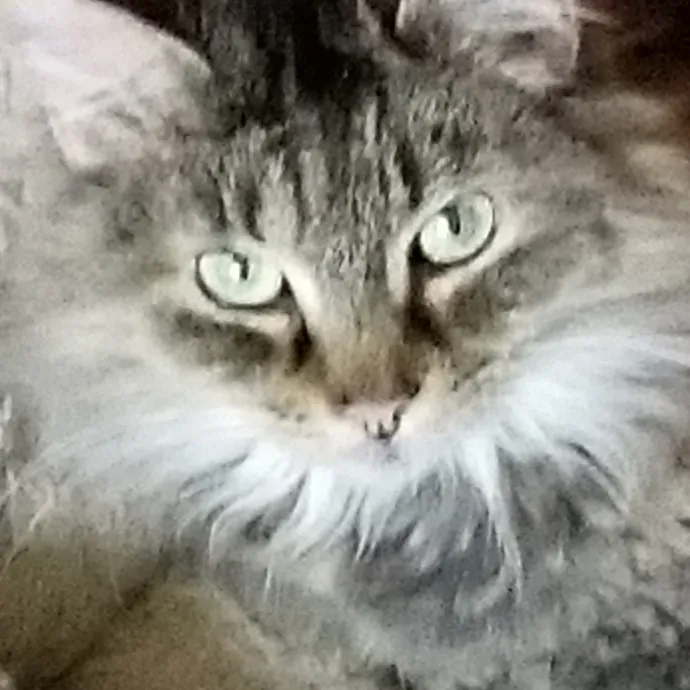 Kathy's Kalamazoo Purrfect Cat Care