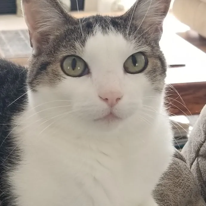 Kathy's Kalamazoo Purrfect Cat Care