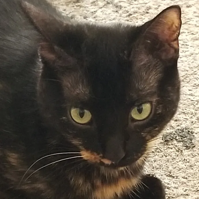 Kathy's Kalamazoo Purrfect Cat Care