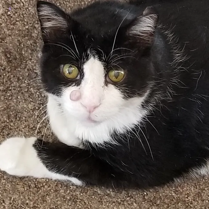 Kathy's Kalamazoo Purrfect Cat Care