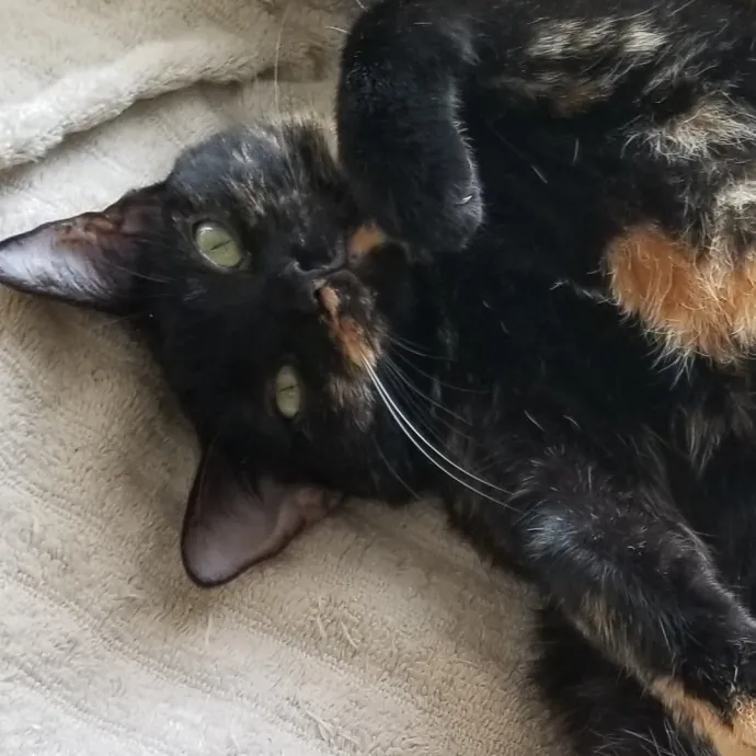 Kathy's Kalamazoo Purrfect Cat Care