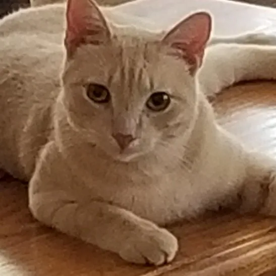 Kathy's Kalamazoo Purrfect Cat Care