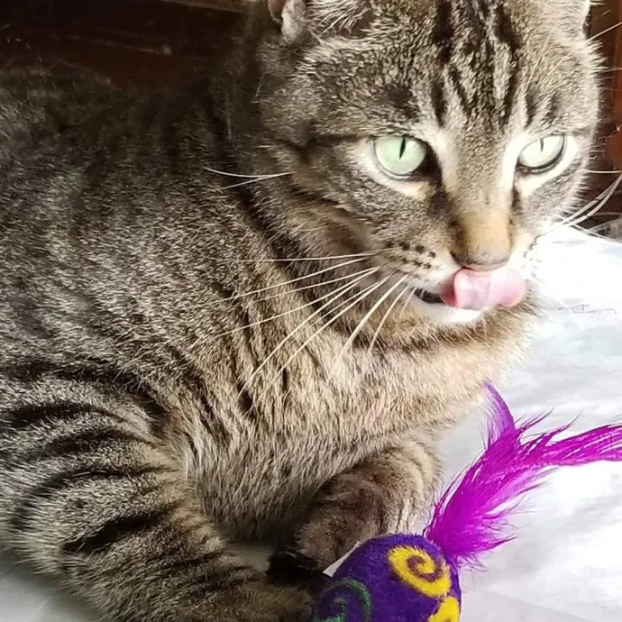 Kathy's Kalamazoo Purrfect Cat Care