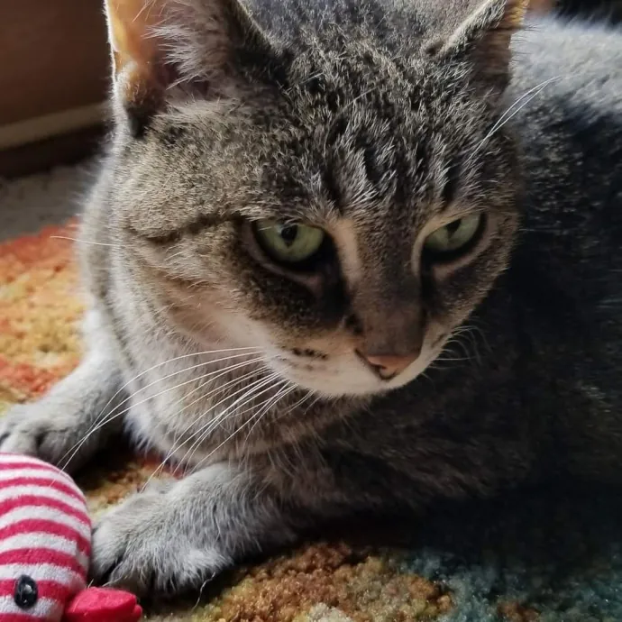 Kathy's Kalamazoo Purrfect Cat Care